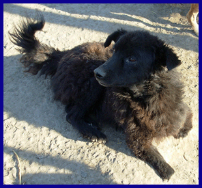 KEN vaillant petit chien handicapé Kengif10