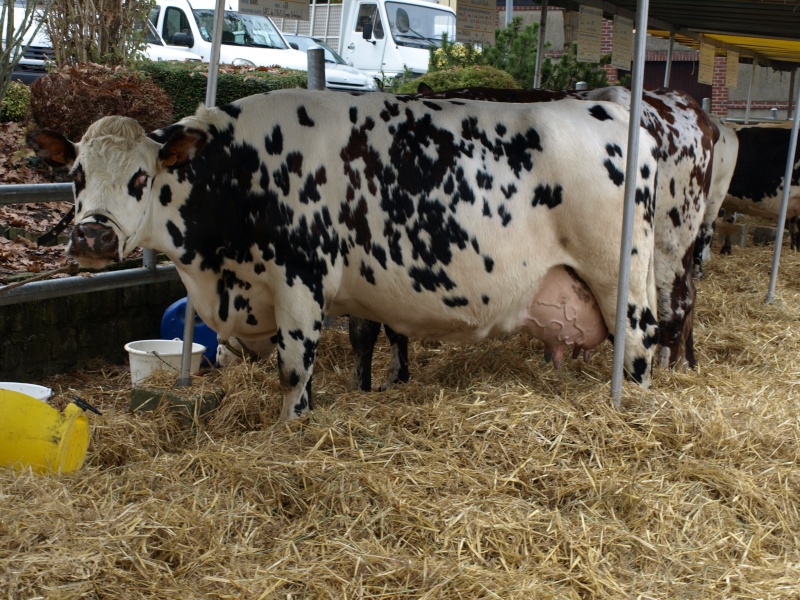 FOIRE ST MARTIN A AUMALE Pb102232