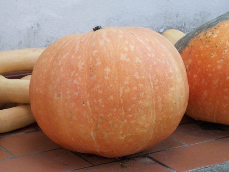 decorazioni Zucca10