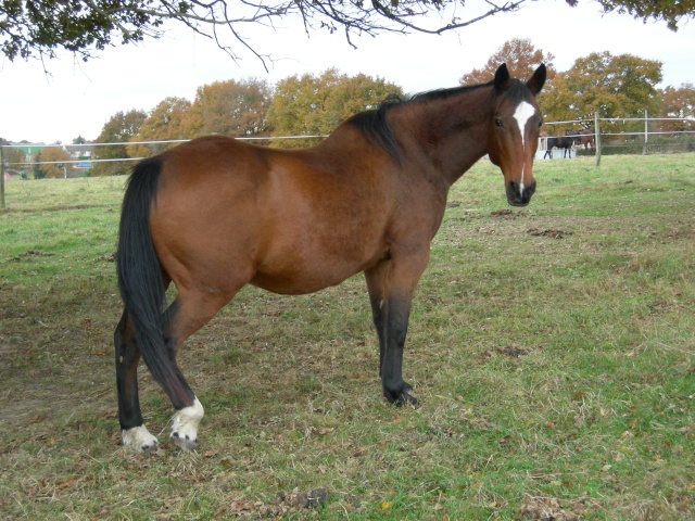 CATHY - TF née en 1990 - adoptée en août 2010 par ch.lambert Haway_10