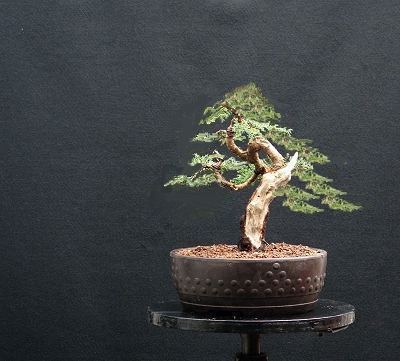 Diseñar un bonsai. Diseño integral - Página 2 1111