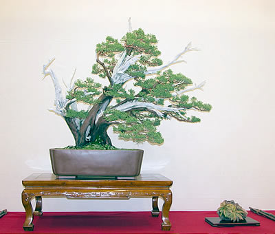 Diseñar un bonsai. Diseño integral 322