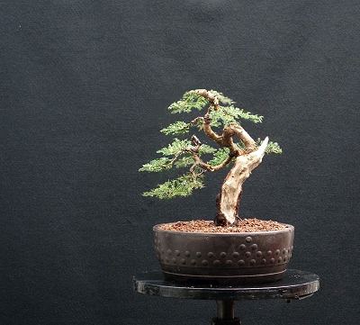 Diseñar un bonsai. Diseño integral - Página 2 812