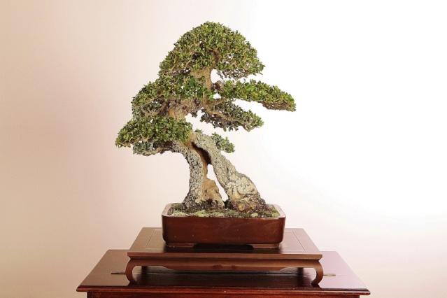 Diseñar un bonsai. Diseño integral - Página 2 Yanali12