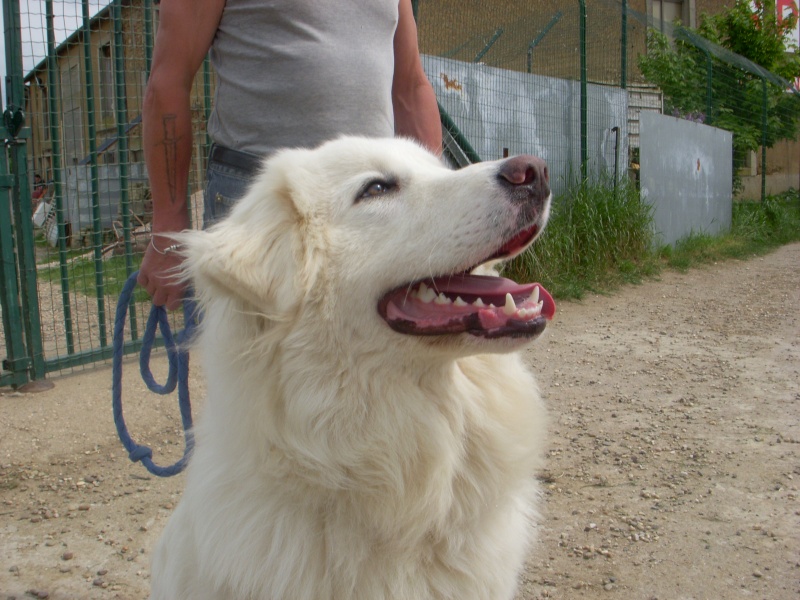 Popeye, montagne des pyrénées de 1 an Dscn4511