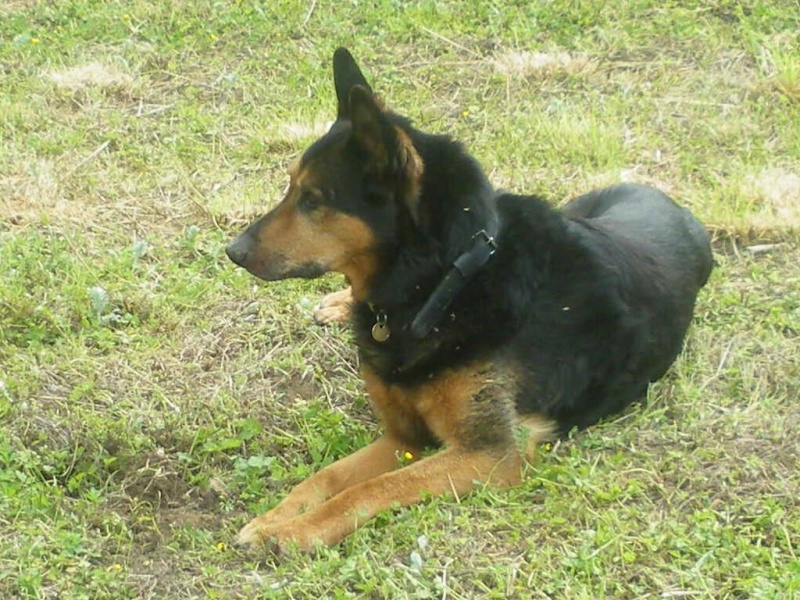 max 12 ans croiser beauceron/ berger allemand - Page 7 Max_1610