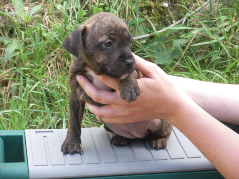 Staffie :Chupa chups of Little Bomber / Hot Staff's Tameless - Page 10 1_mois15