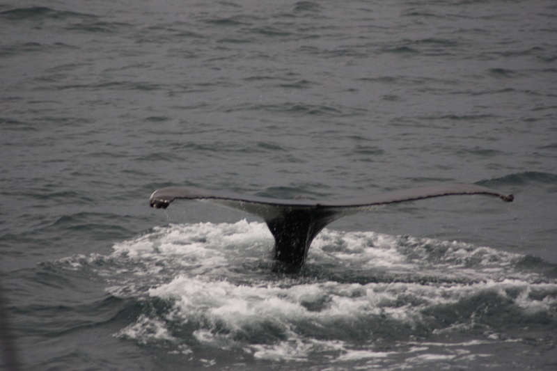 Husavik, север Исландии, киты (фото) Img_9015