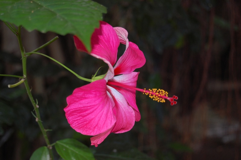Flore mauritienne Dsc_0310