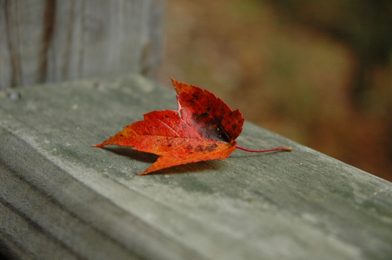 Leaf on a rail Dsc_3910