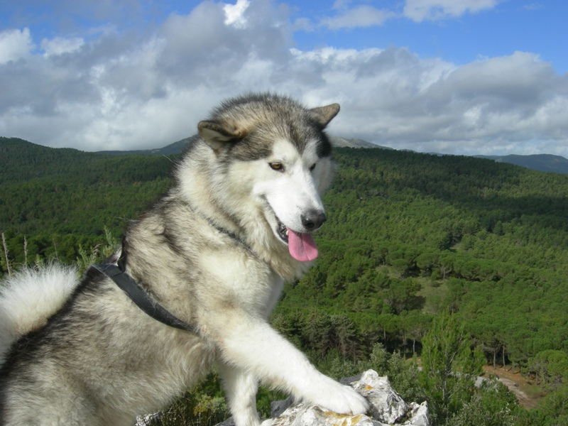 1° Dog Trekking dei Monti Sicani Dscn7023