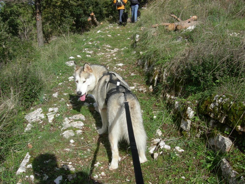 1° Dog Trekking dei Monti Sicani Dscn7026