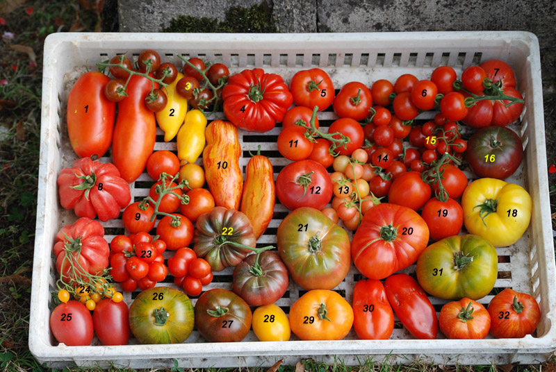 Photo de tomates Tomate12