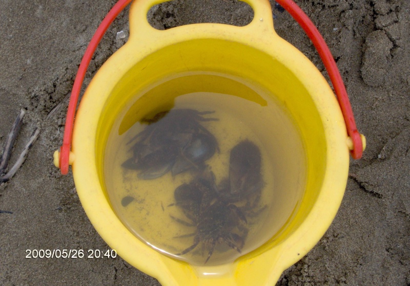 la pêche aux crabes en vacances Crabes16