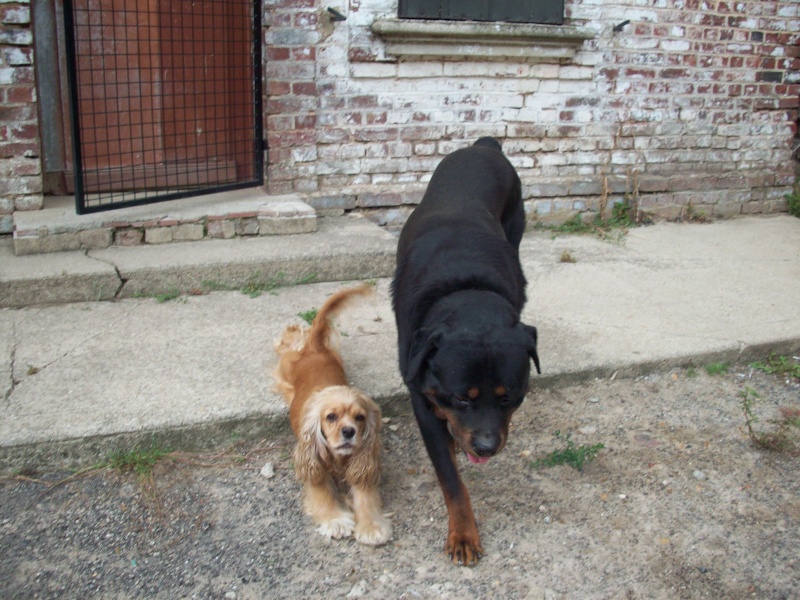 TORY rott male 5 ans (URGENT) 100_1714