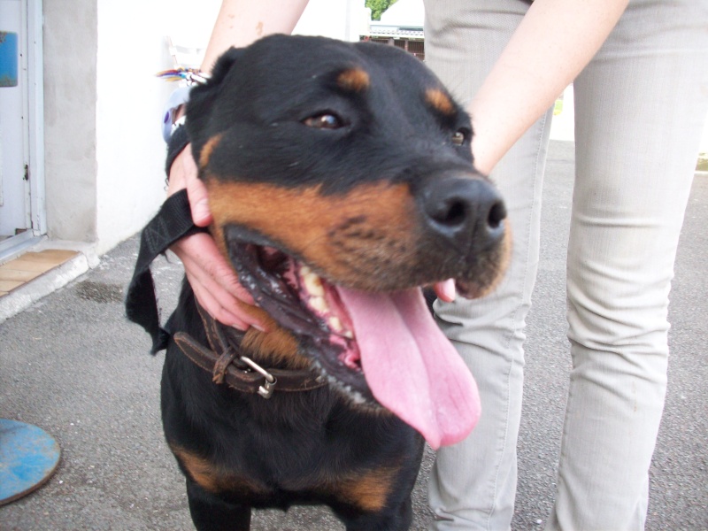 ORKA femelle rott 5 ans (60) 100_1722