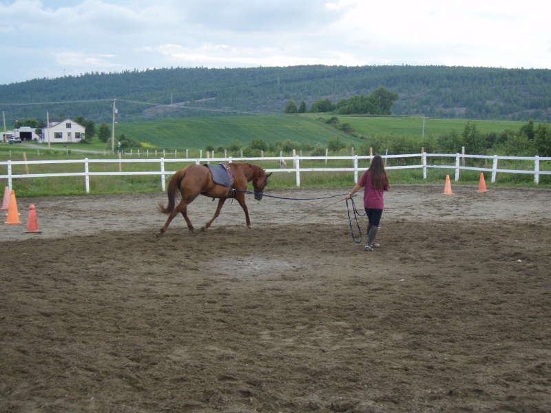 LONGER son cheval - pourquoi et comment ! - Page 16 P7240113