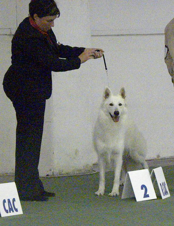world dog show 2009 bratislava - Page 5 Campel10