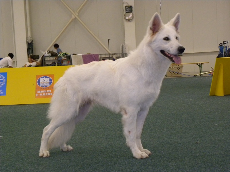 world dog show 2009 bratislava - Page 5 Mlondi21