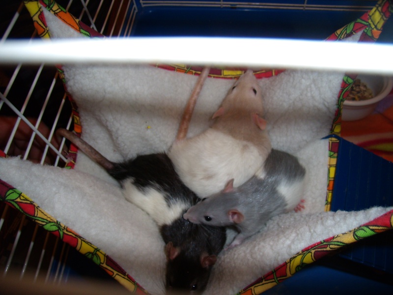 Mes rats ;) Favrie11