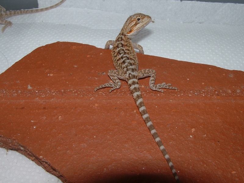 bb pogona" giant orange(het hypo)X yellow(het hypo) Dscf0024