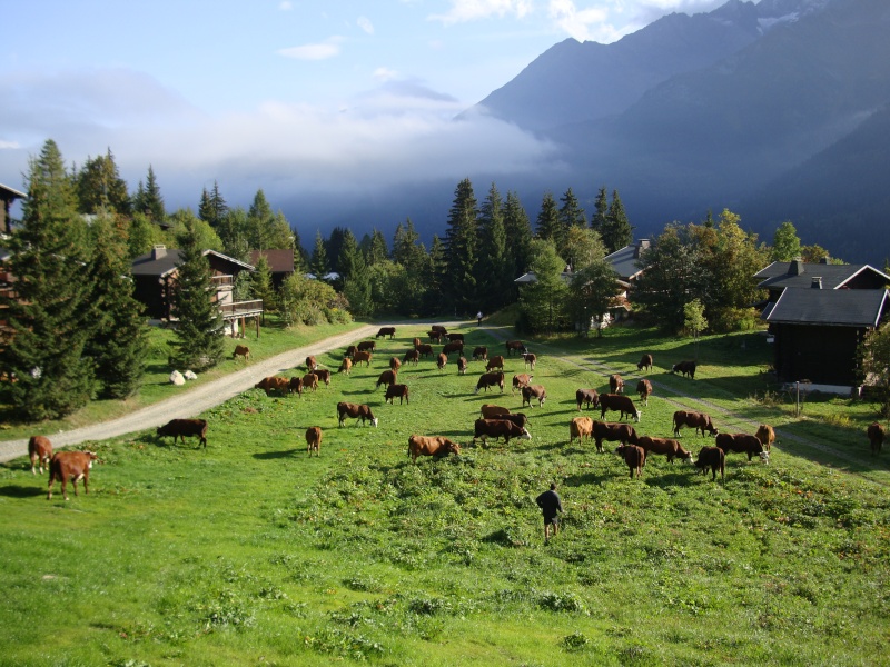 Les vaches, c'est par ici... Dsc01816