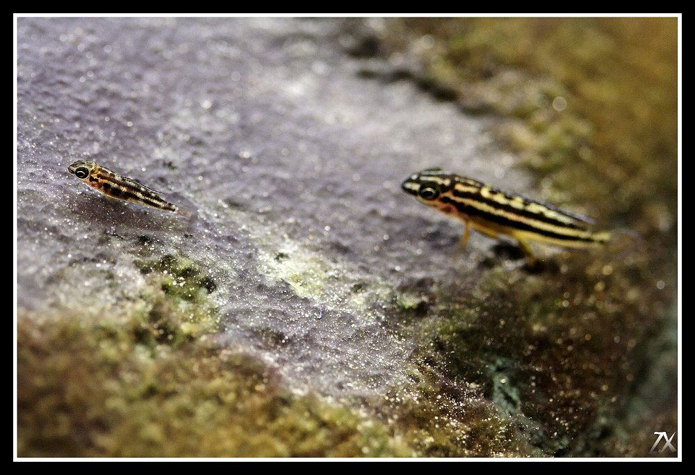 (Tanganyika)Julidochromis regani 'kipilli' 46546610
