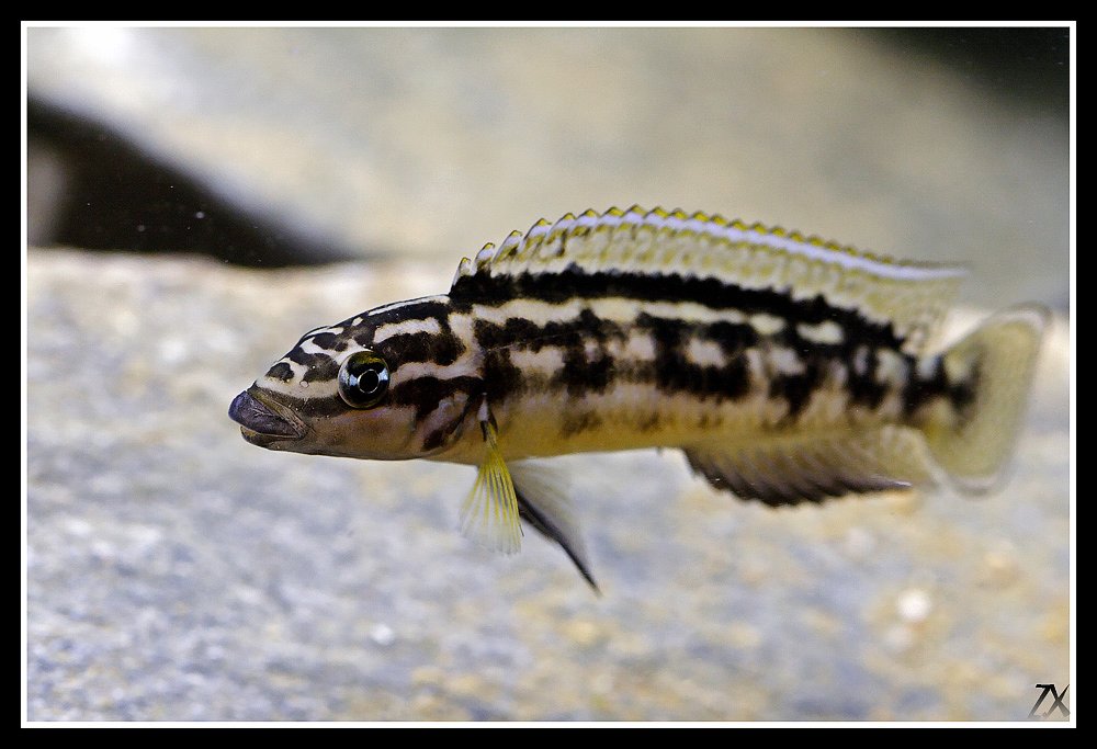(Tanganyika)Julidochromis transcriptus 54664610
