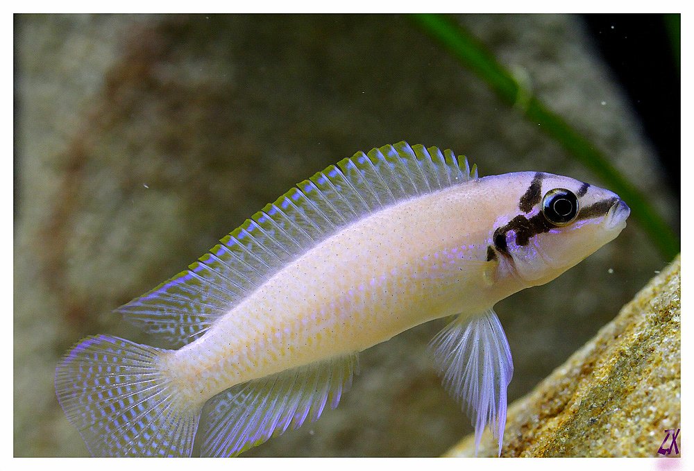 Chalinochromis brichardi 67676610