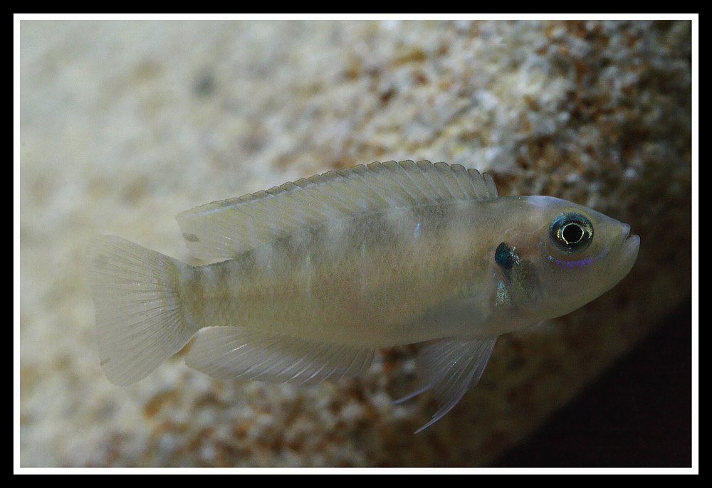 Neolamprologus brevis 9009010