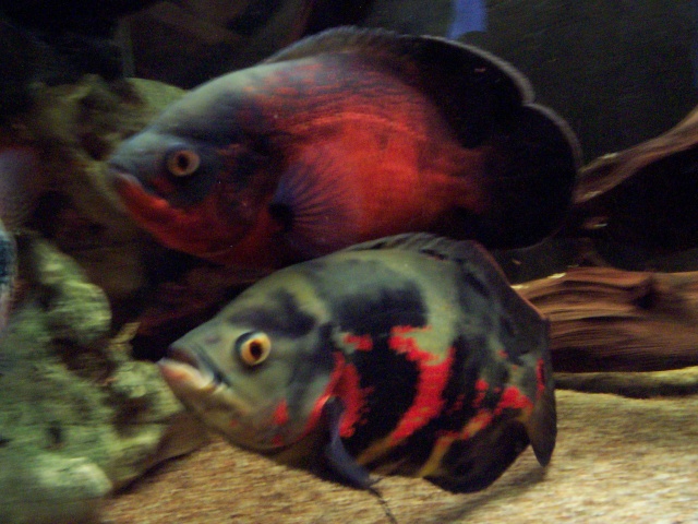 astronotus ocellatus (Agassiz en 1831) 100_2323