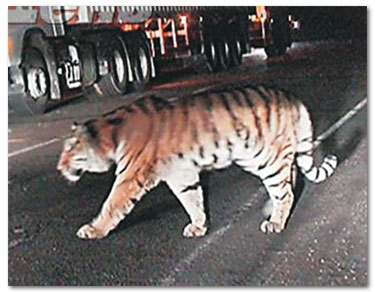 Harimau lapar berkeliaran di jalan raya di Rusia Du_07_10