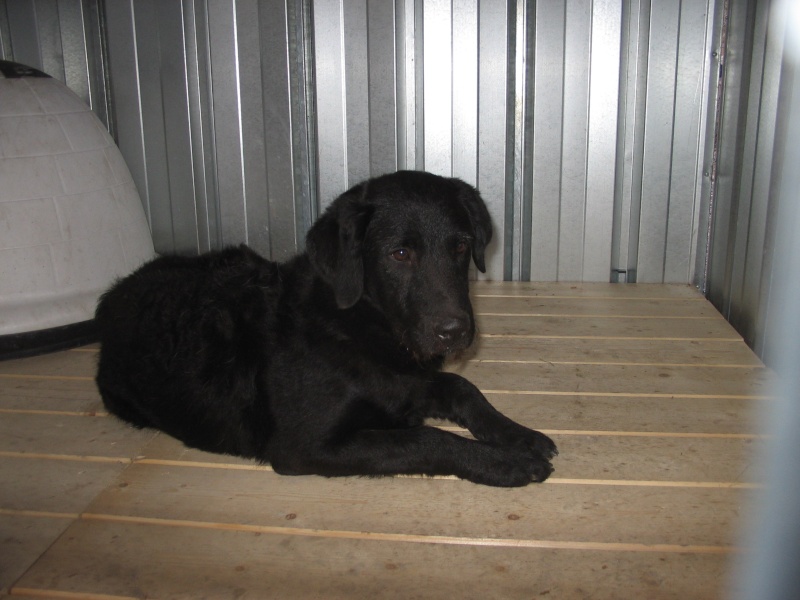 "Flagada" chien mâle noir trouvé dans la Haute vallée (04) 01911