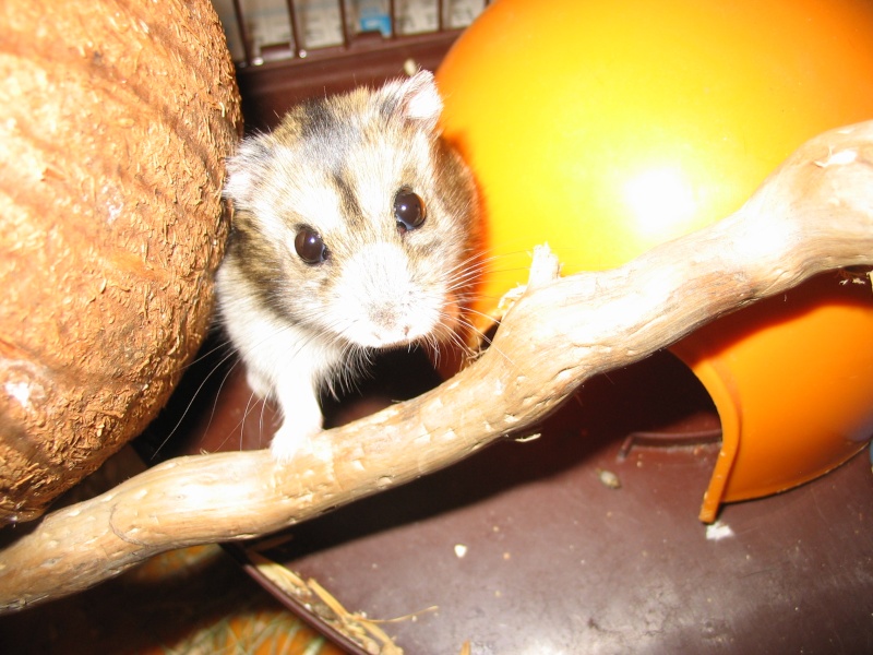 Hamster russe Img_5311