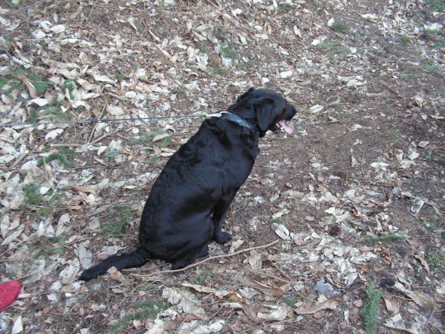 labrador noir mle de 4 ans Pict0112