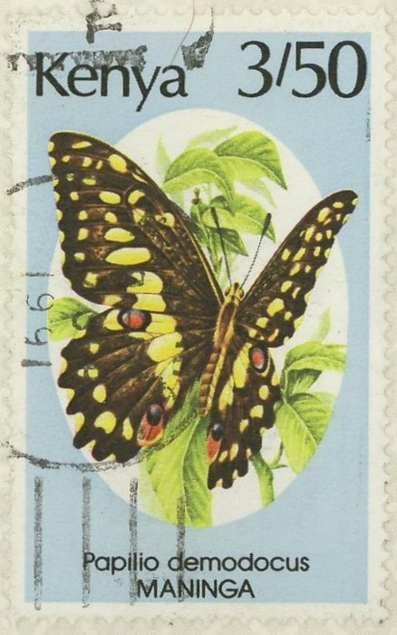 Schmetterlinge 0215