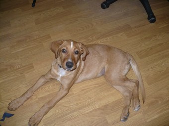 MILA chiot x labrador 4/5 mois Mila111