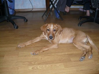MILA chiot x labrador 4/5 mois Mila310