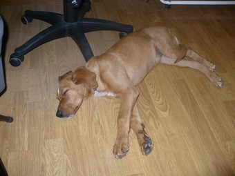 MILA chiot x labrador 4/5 mois Mila410