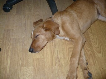 MILA chiot x labrador 4/5 mois Mila510