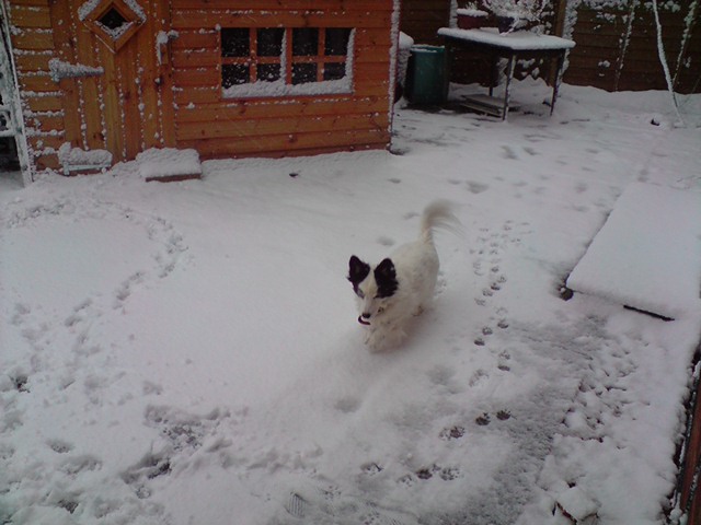 This years snow in kettering, george playin in the snow aswell lol P0202011