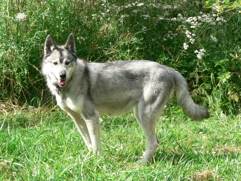 PIIA femelle husky 11 ANS CHEZ KEERO 45 ADOPTEE - Page 3 P1180011