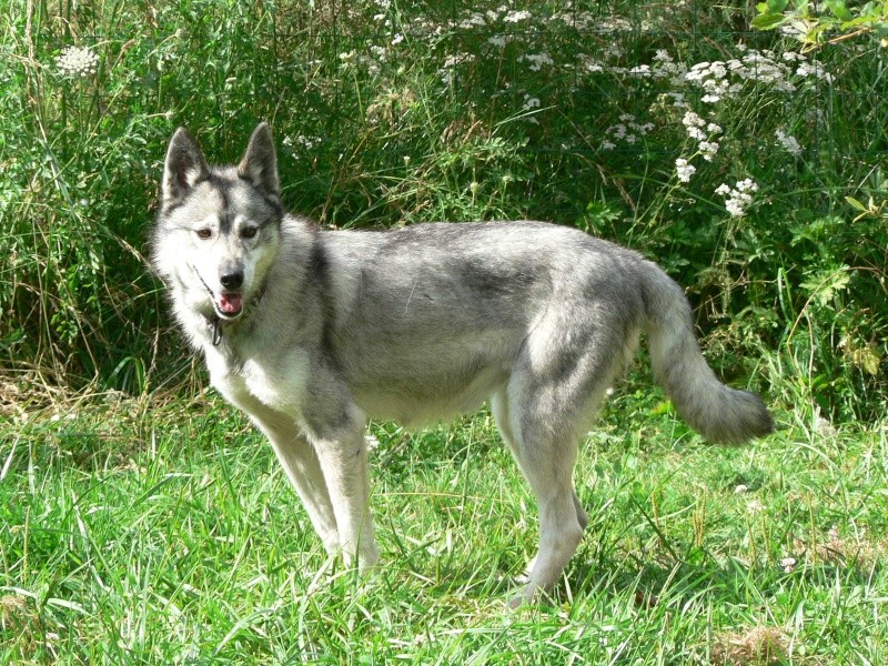 PIIA femelle husky  11 ANS CHEZ KEERO 45  ADOPTEE - Page 3 P1180011