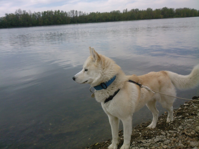 CISKO husky mâle 2ans / ASSO TAIGA (45) ADOPTE - Page 2 Sp_a0012