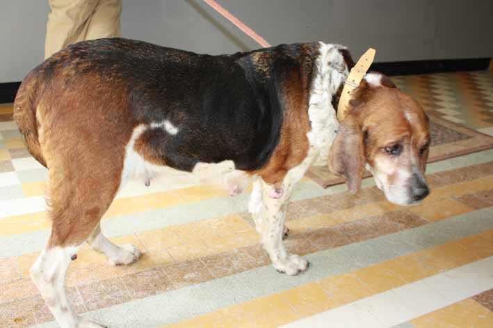 URGENCE VITALE pour une grande beagle tricolore 12 ans (SPA de Poitiers) 09-24813