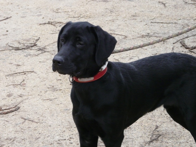 DJANGO grand labrador m. 2 ans (SPA DE POITIERS) Django19