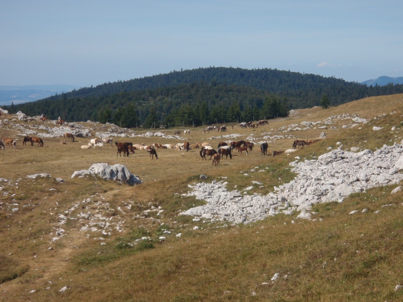 Le Vercors, on en revient! - Page 2 P8060011