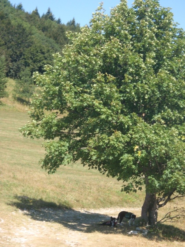 Le Vercors, on en revient! - Page 2 P8060220