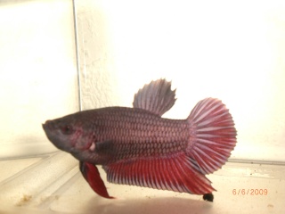 repro giant male pkhm multi et femelle pkhm red dragon ! Cimg1718