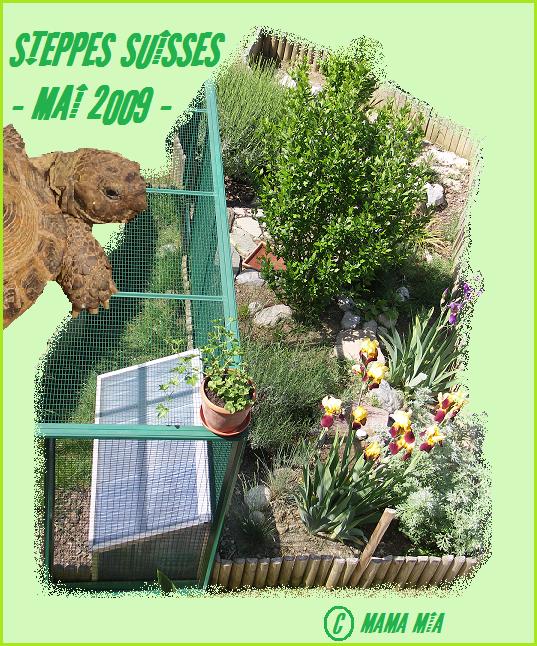 Exemples d'enclos pour Agrionemys horsfieldii Mama_110